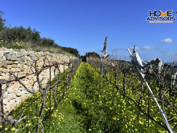 4000 sqm, seaview, plot in the village of Pahia Ammos