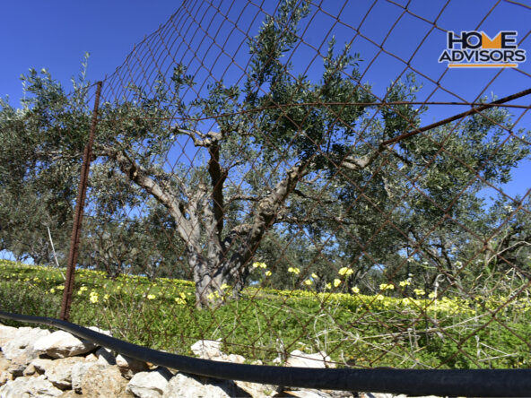 4000 sqm, seaview, plot in the village of Pahia Ammos