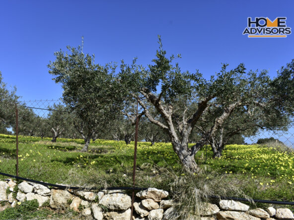 4000 sqm, seaview, plot in the village of Pahia Ammos
