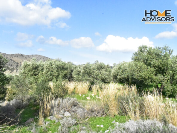 4500 sqm plot near the village of Kavousi | Crete