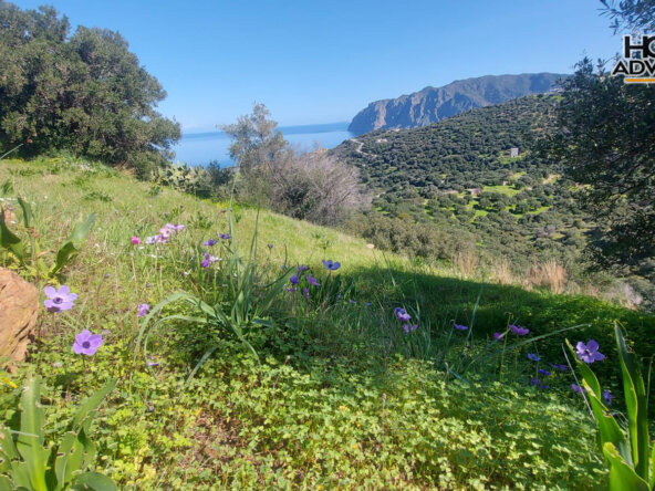 6000 sqm Plot 1.7km from the seaside village of Agios Andreas