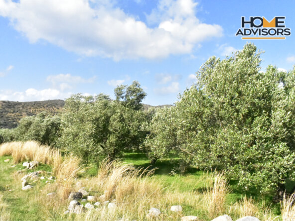 4500 sqm plot near the village of Kavousi | Crete