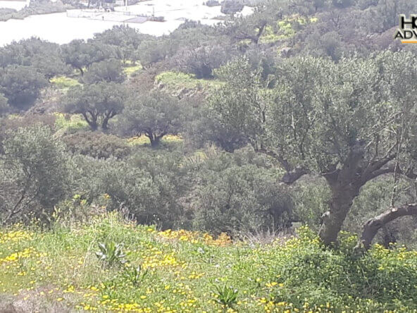 4000 sqm Plot with panoramic view outside the city of Ierapetra