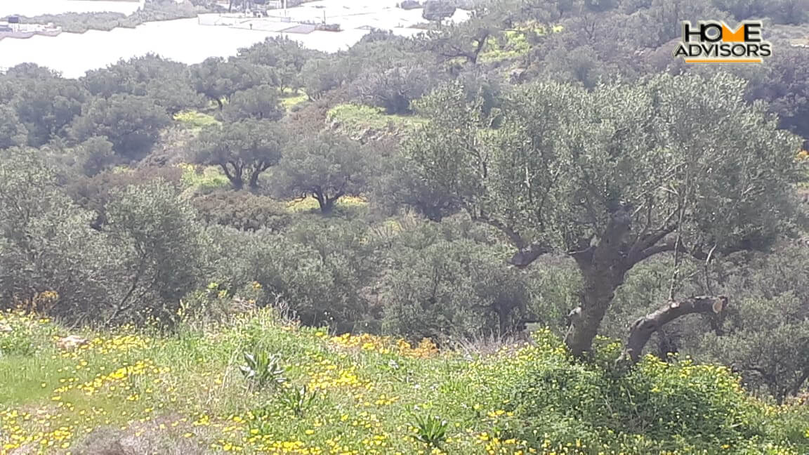 4000 sqm Plot with panoramic view outside the city of Ierapetra