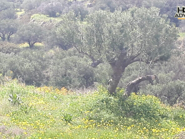 4000 sqm Plot with panoramic view outside the city of Ierapetra
