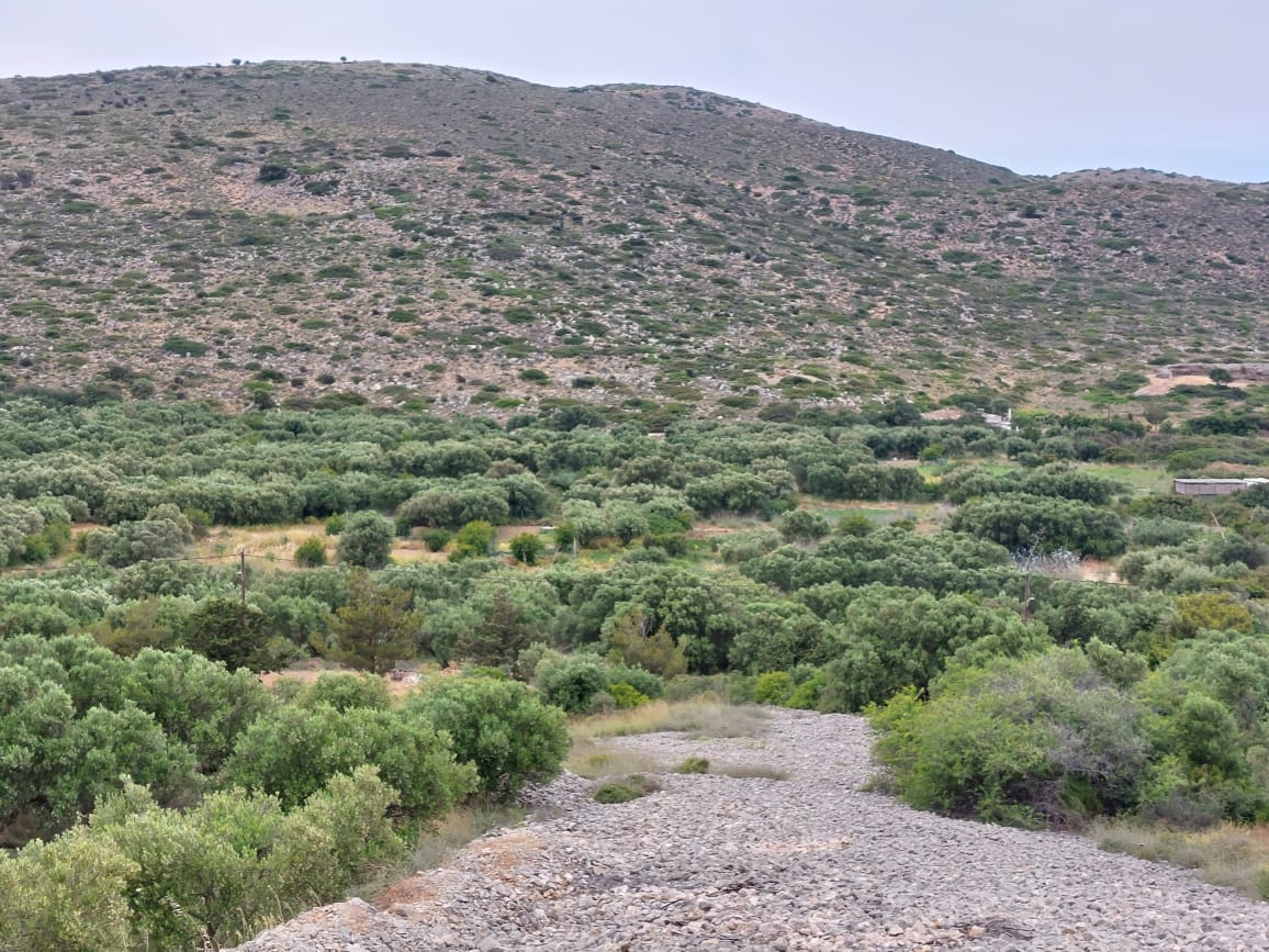 7000 sqm plot in the area of Tholos, Kavousi