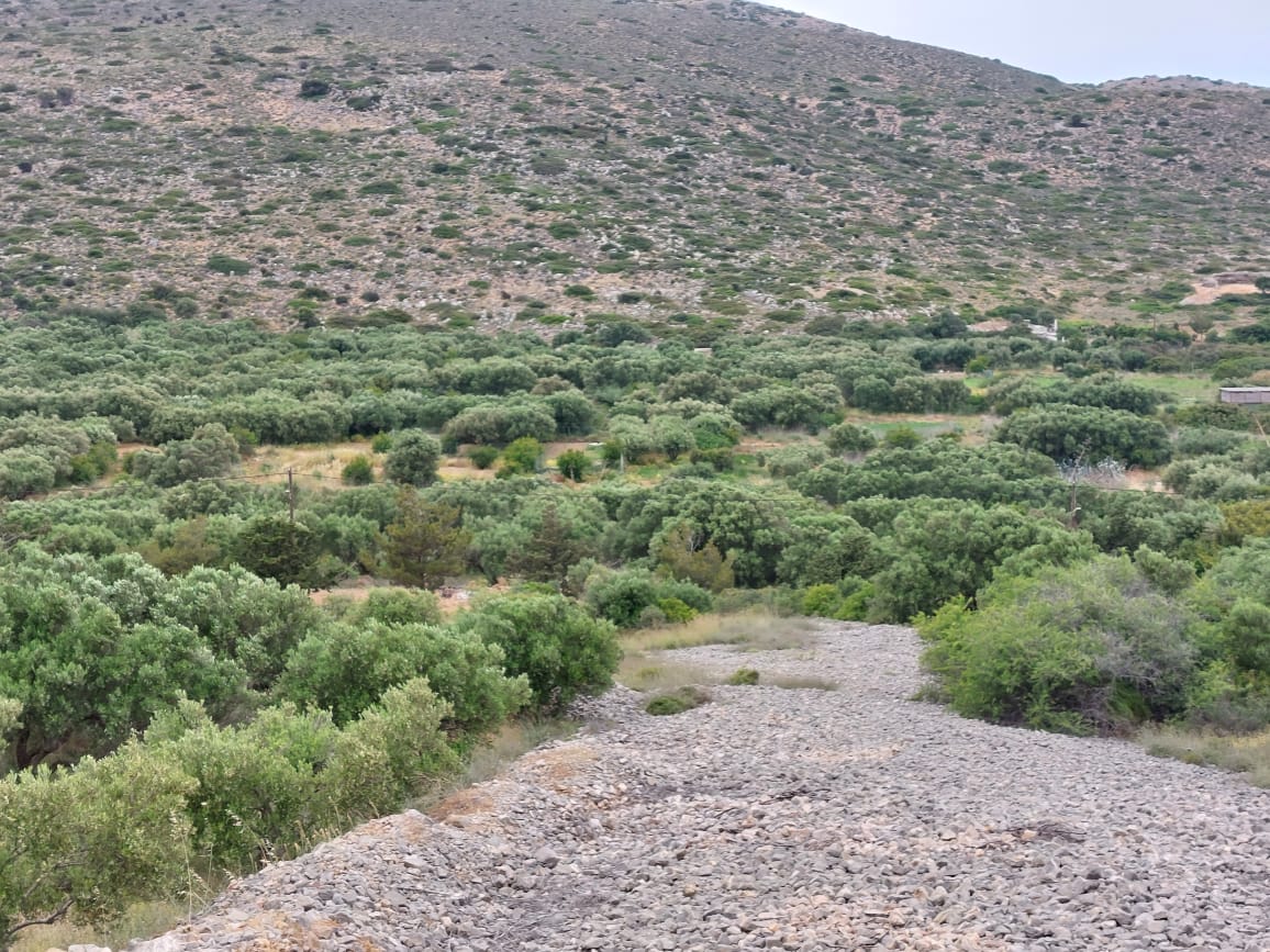 7000 sqm plot in the area of Tholos, Kavousi