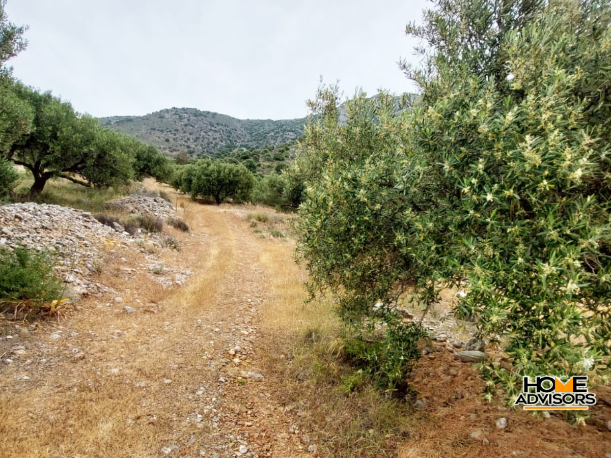 6000 sqm seaview plot in the area of Tholos Kavousi