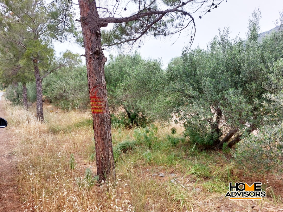 4500 sqm plot, 100m from the sea, in Tholos, Kavousi