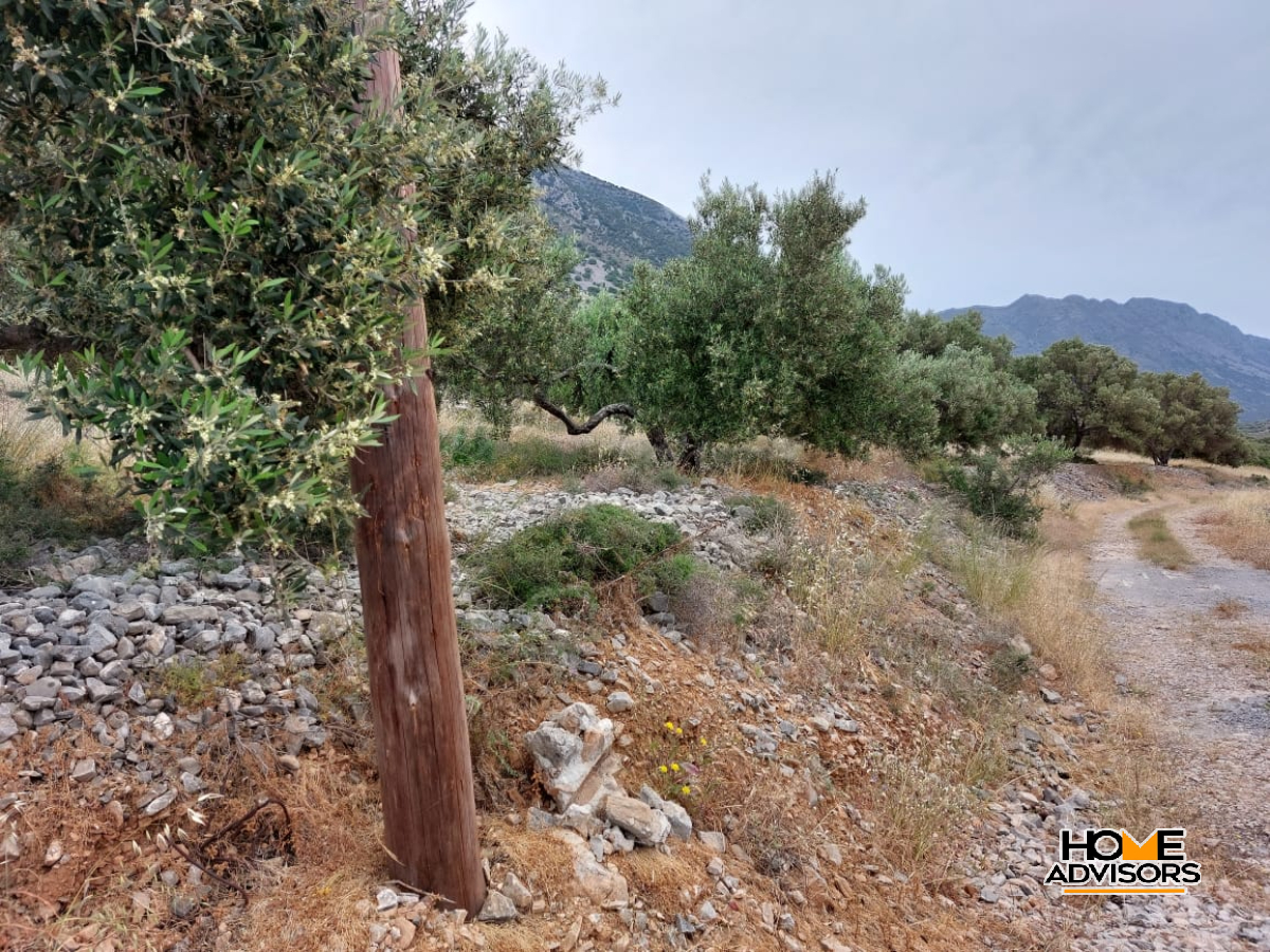 7000 sqm plot - 100m from the sea- in the area of Tholos, Kavousi