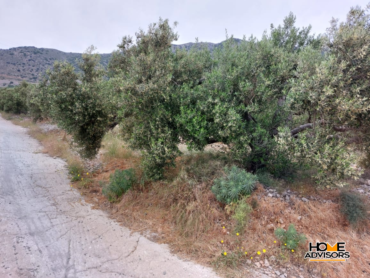 7000 sqm plot - 100m from the sea- in the area of Tholos, Kavousi