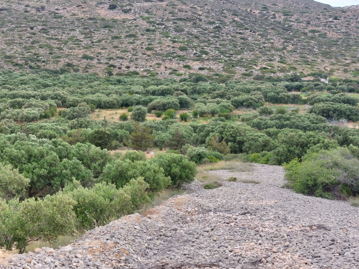 7000 sqm plot in the area of Tholos, Kavousi