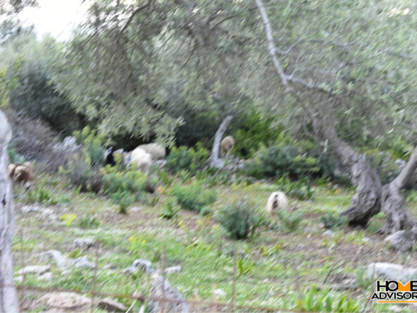 Two plots of 10500 sqm in total in the village of Gerani, Rethymno
