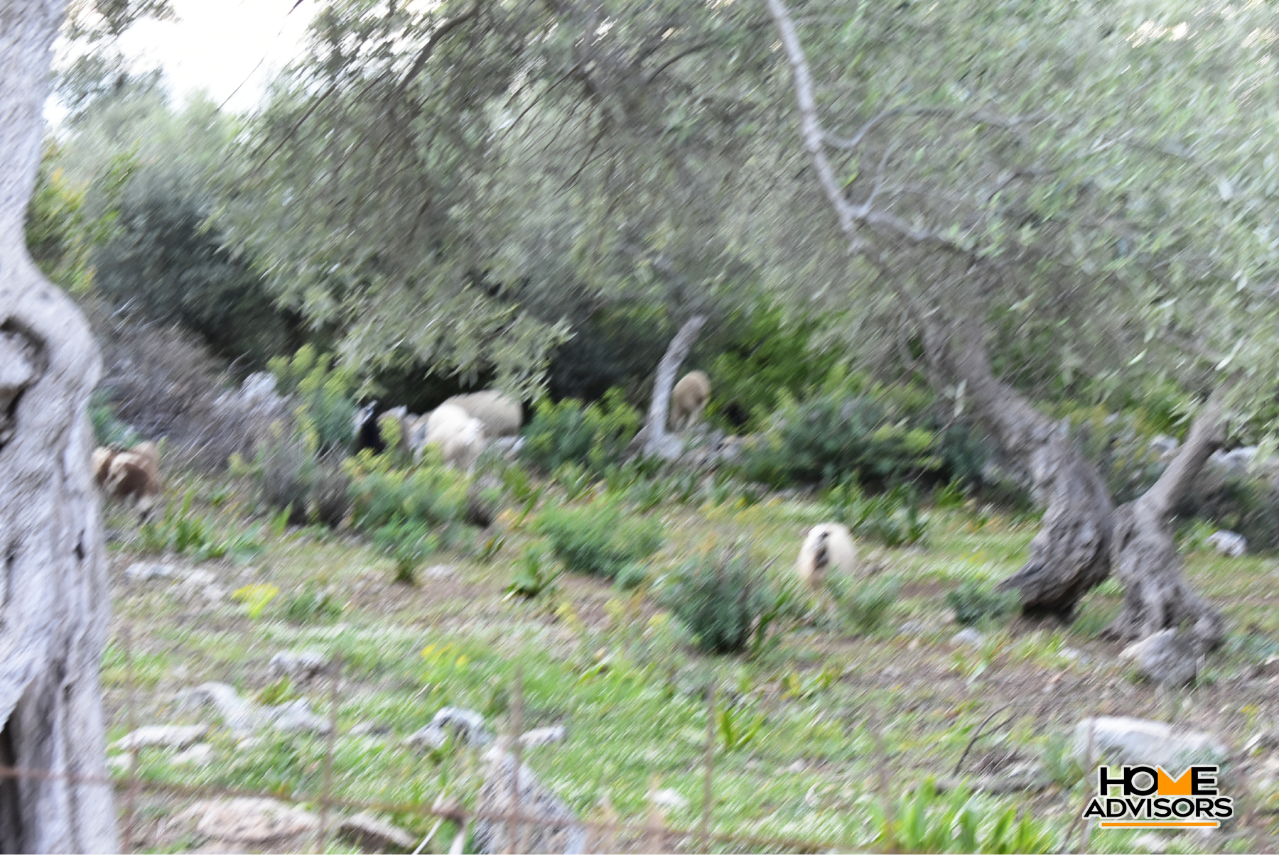 Two plots of 10500 sqm in total in the village of Gerani, Rethymno