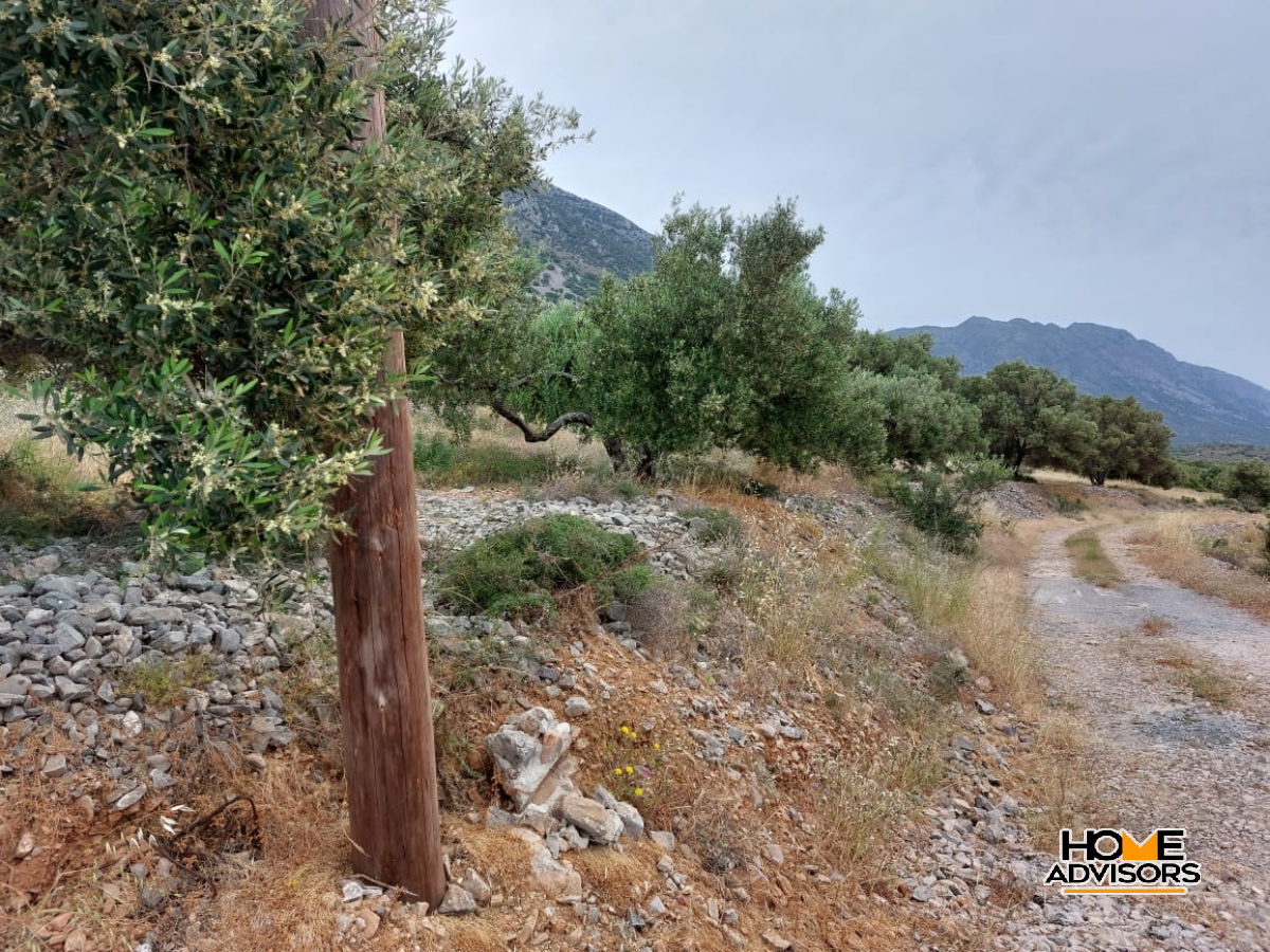 7000 sqm plot - 100m from the sea- in the area of Tholos, Kavousi