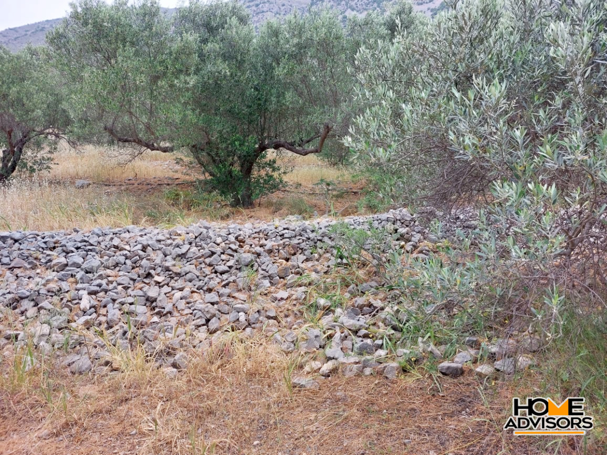 5000 sqm, seaview, plot in the area of Tholos, Kavousi