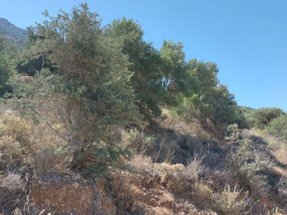 4000 sqm seaview plot in Tholos Kavousi | Crete