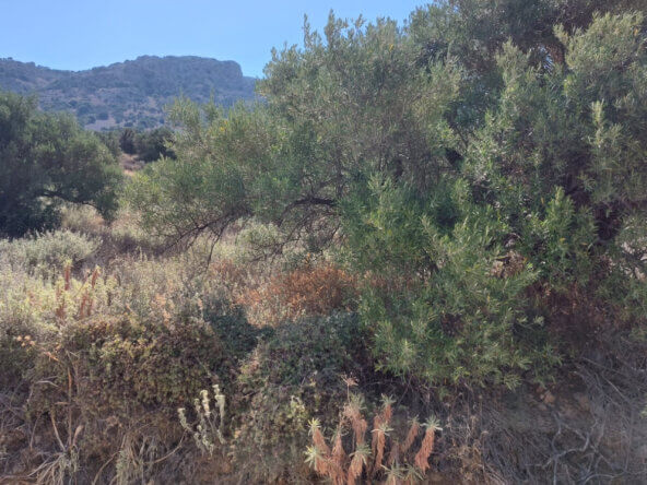 4000 sqm seaview plot in Tholos Kavousi | Crete