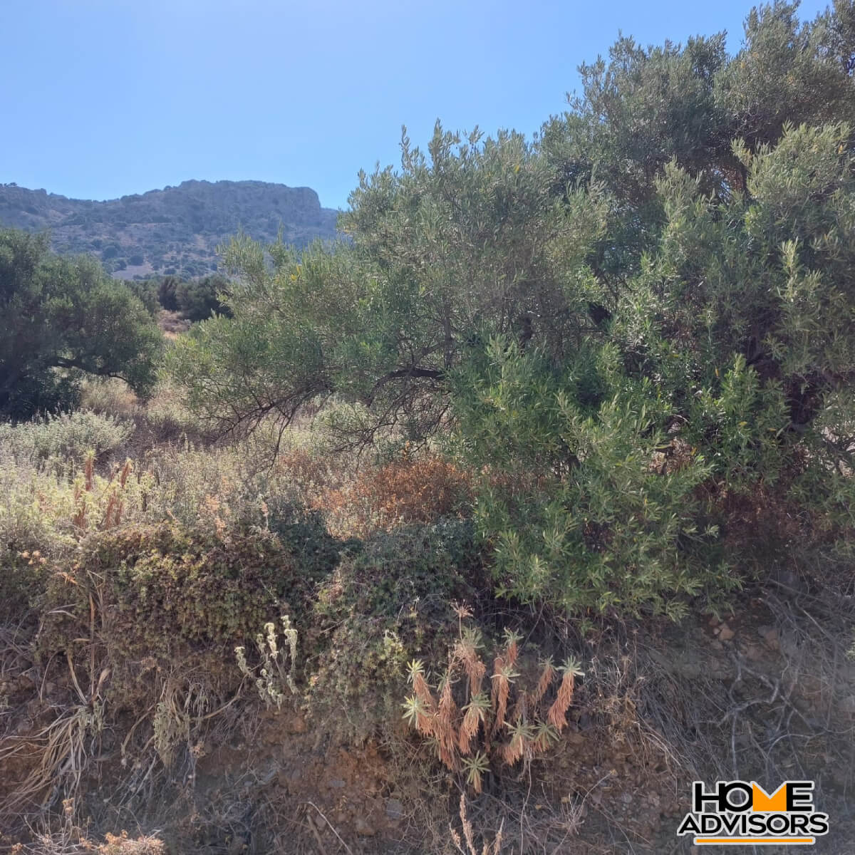 4000 sqm seaview plot in Tholos Kavousi | Crete