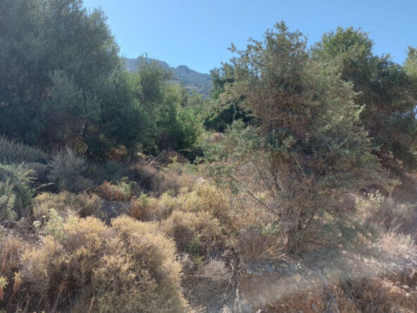 4000 sqm seaview plot in Tholos Kavousi | Crete