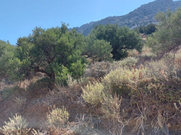 4000 sqm seaview plot in Tholos Kavousi | Crete