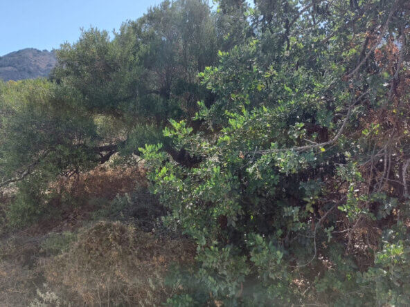 4000 sqm seaview plot in Tholos Kavousi | Crete