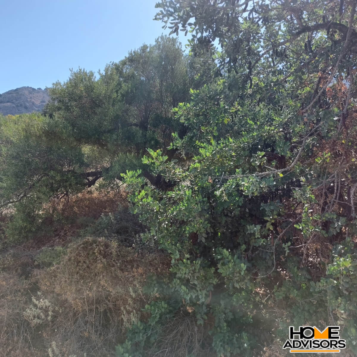 4000 sqm seaview plot in Tholos Kavousi | Crete